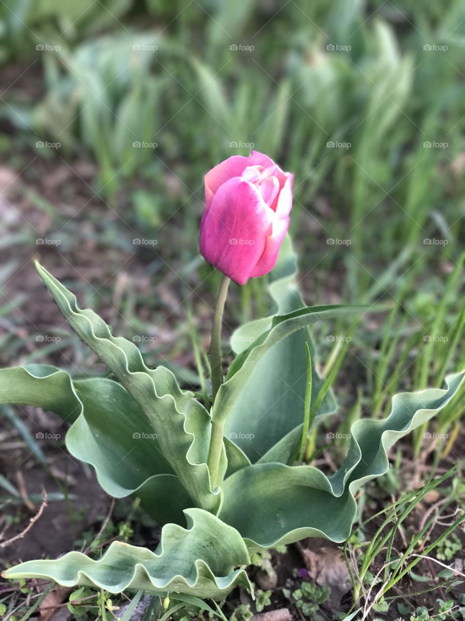 Tulip