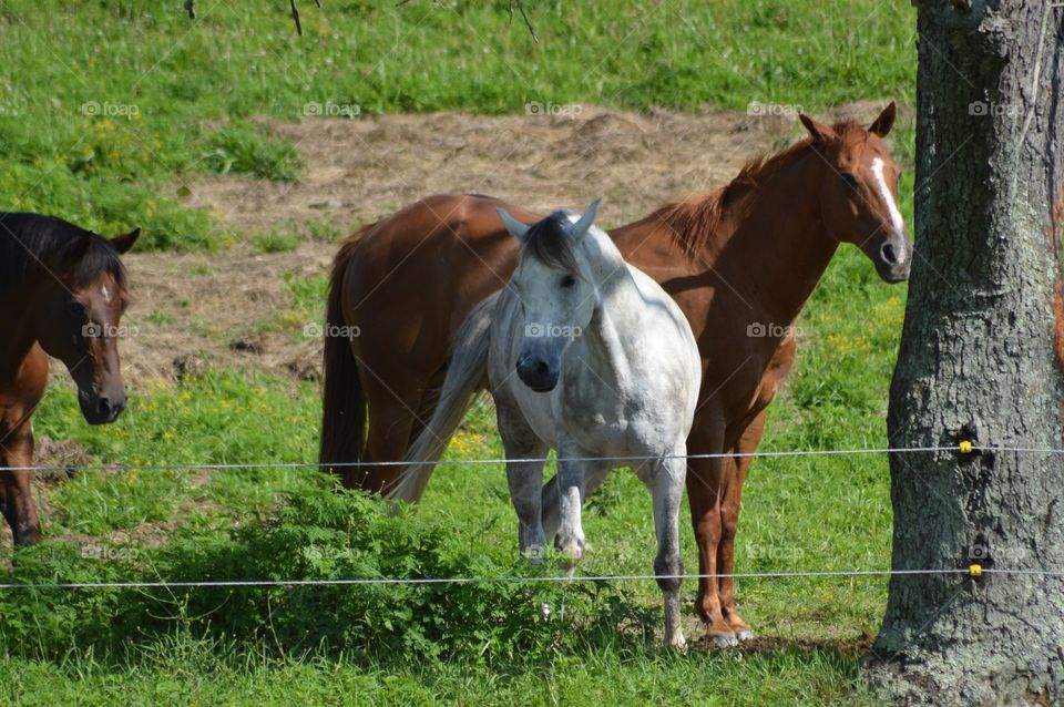 Grazing in the Shade
