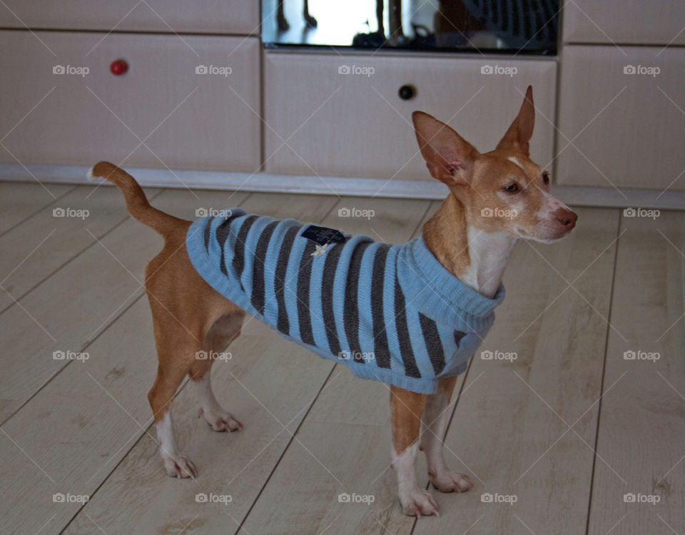 Dog in woolen jacket in the winter