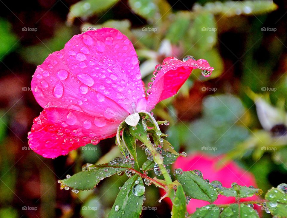 A rose is a rose - Love Flower. This is a macro photo of a rose after a rainstorm! It shows how its structure can withstand a barrage of water!