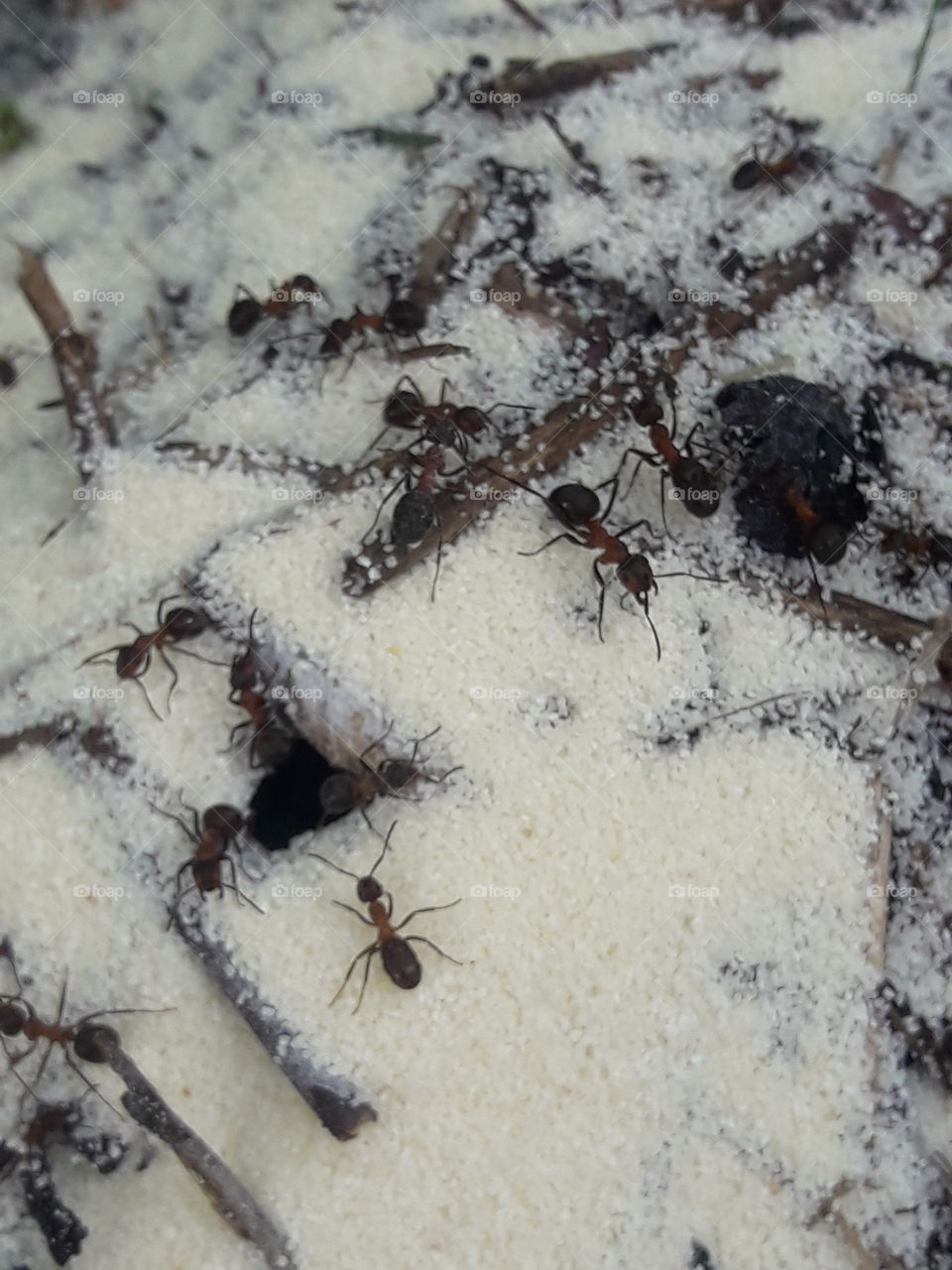 ants macro summer