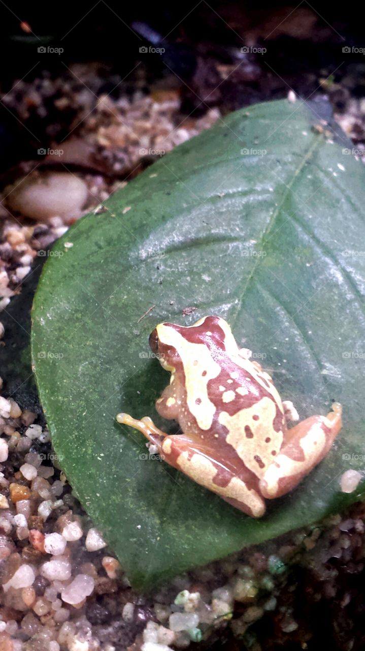 frog on leaf