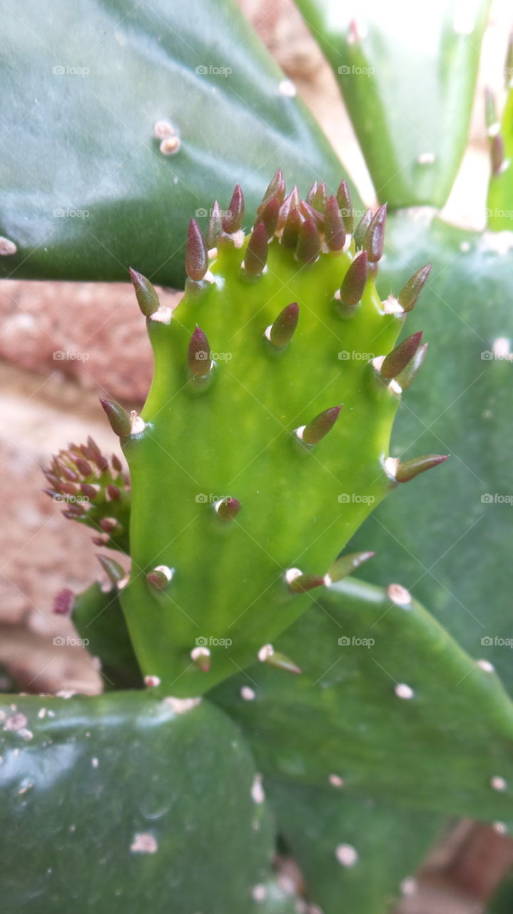Cactus