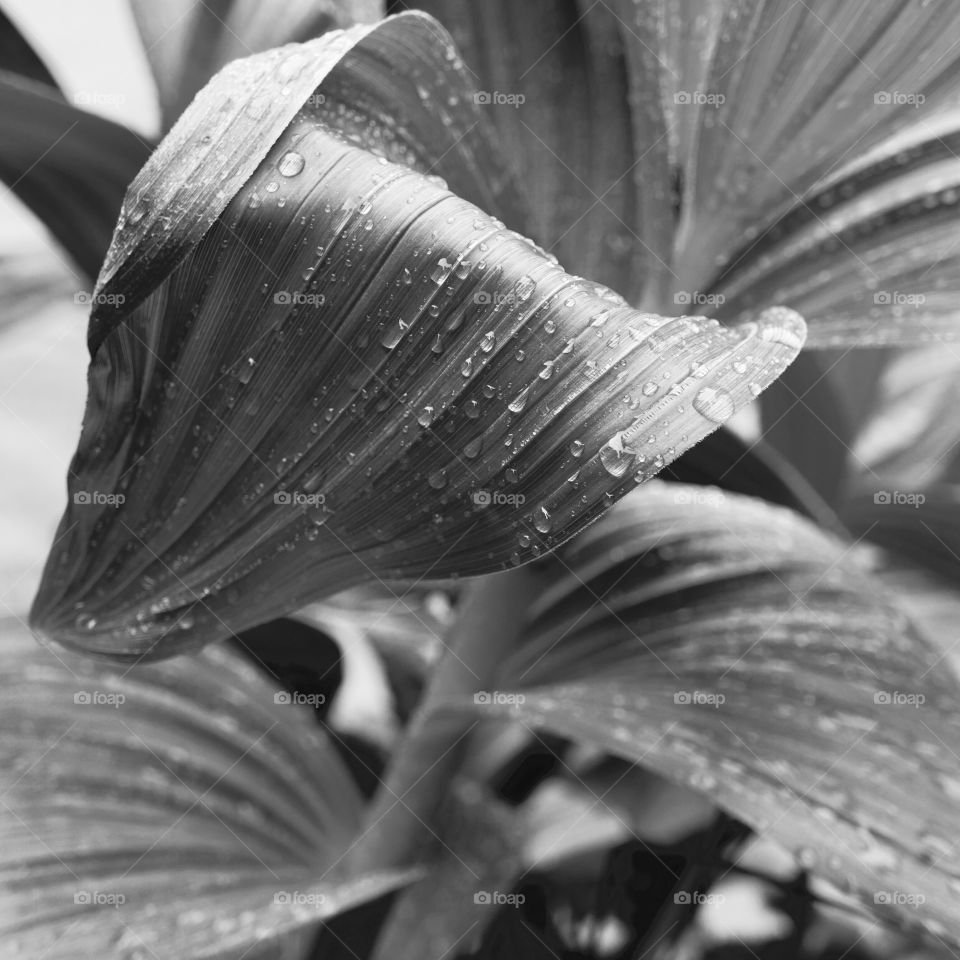 Large broad leaves with fresh rain drops on the banks of a river 