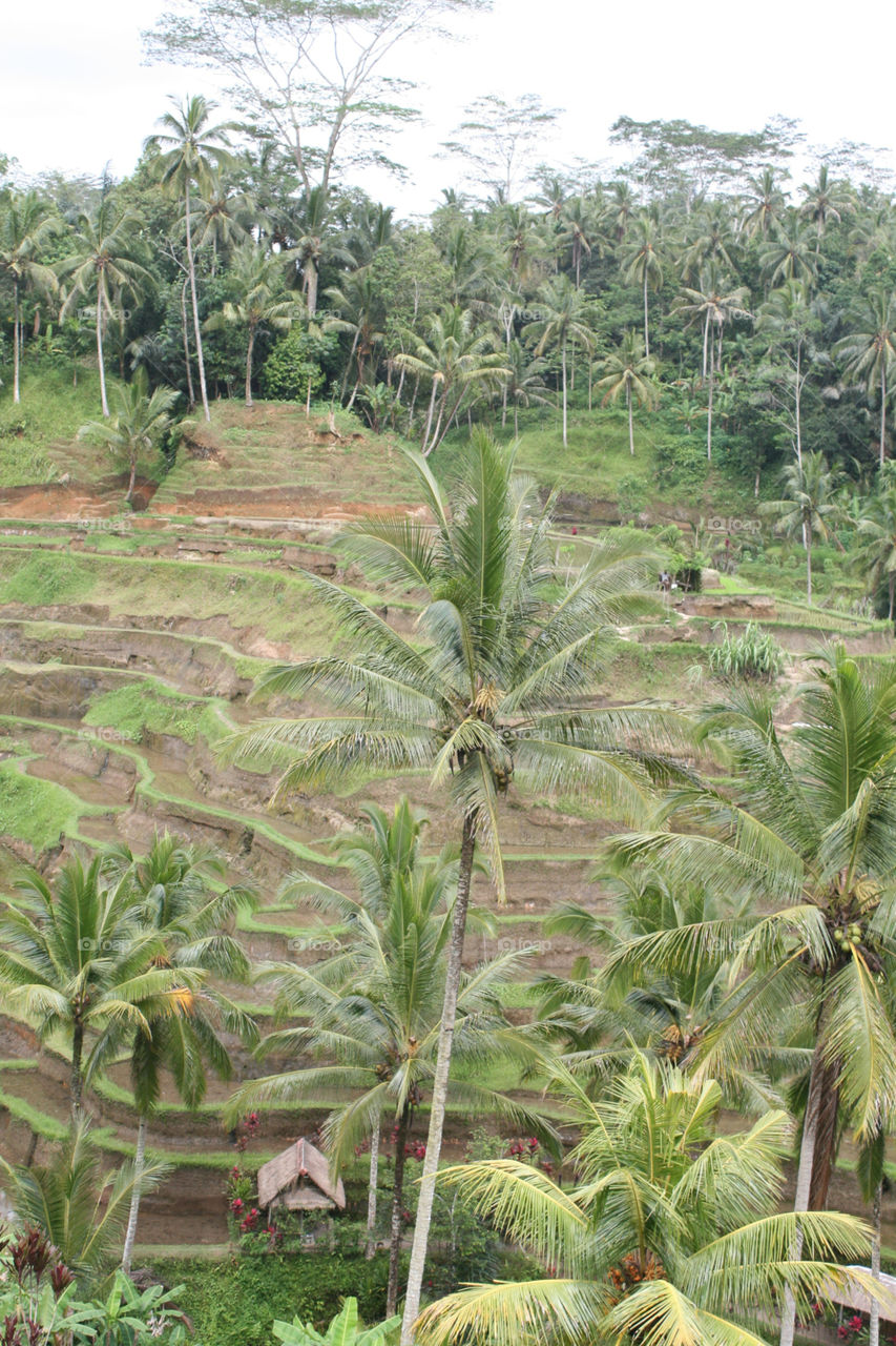 rice fields bali