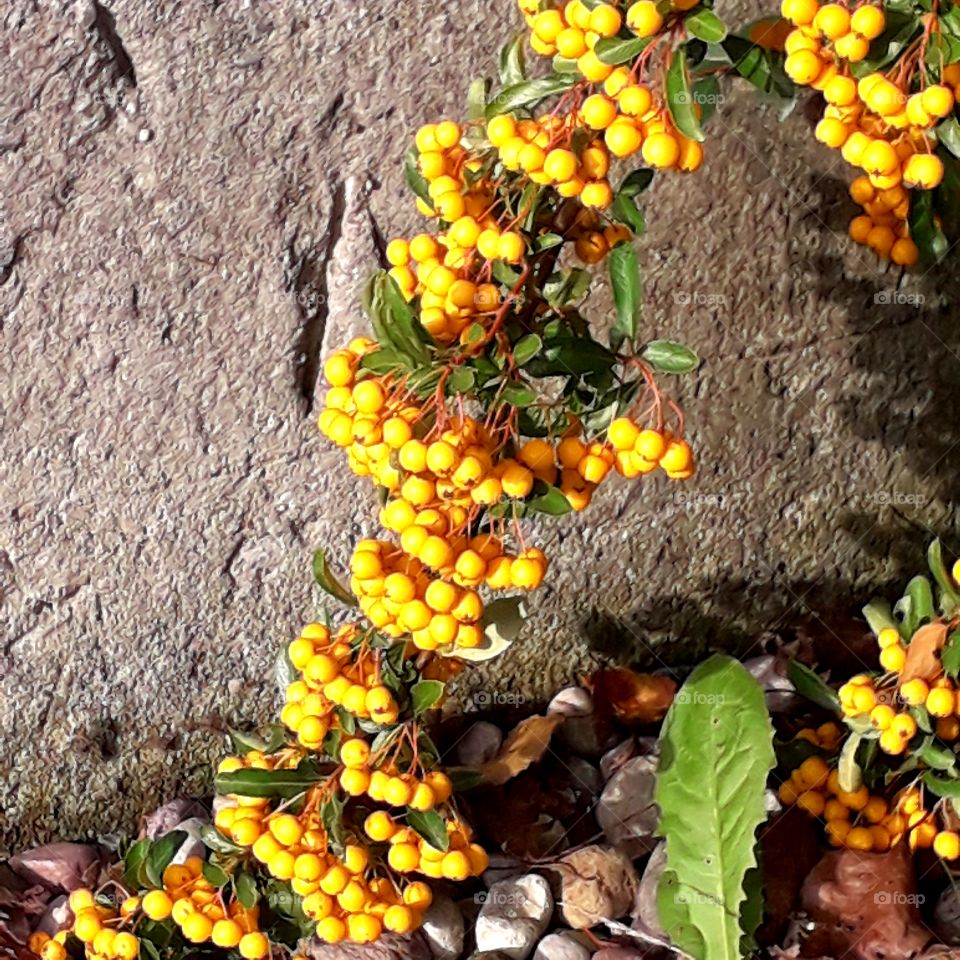 cascade of yellow berries  of  firethorn against  concrete wall