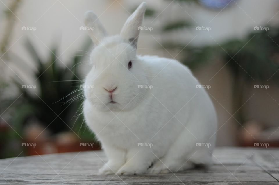 Easter Bunny fluffy