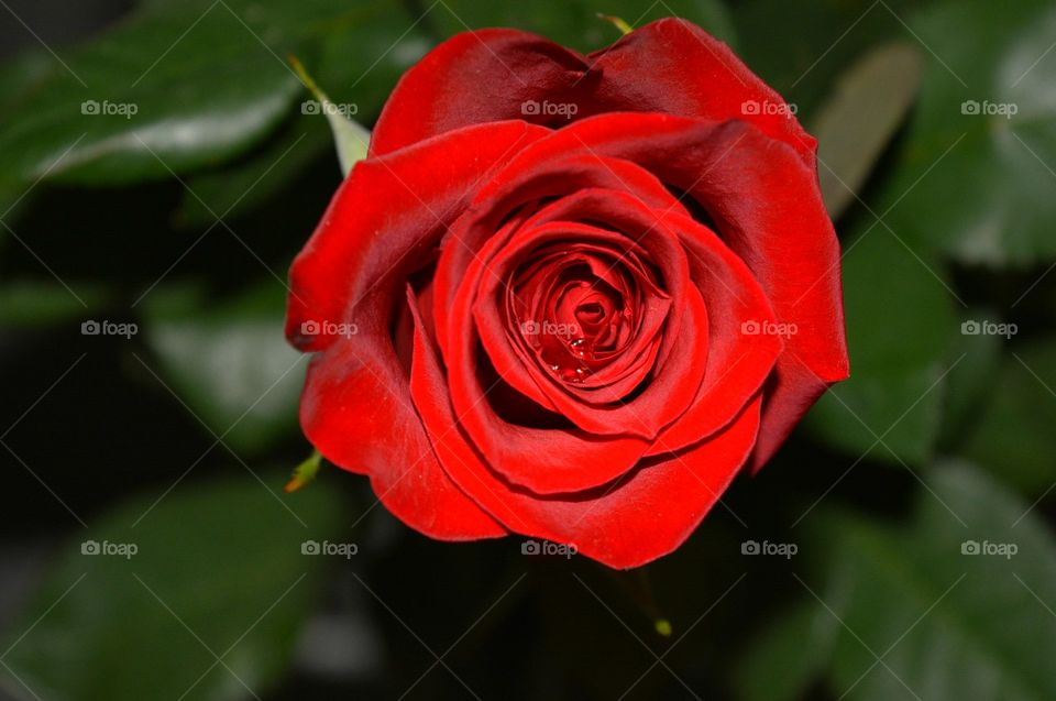 Rose, Flower, Nature, Flora, Romance