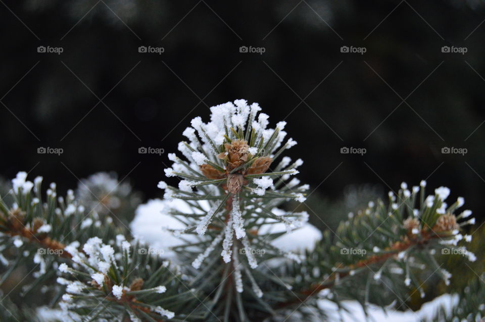 Snow, winter, fir-tree, needles, tree,