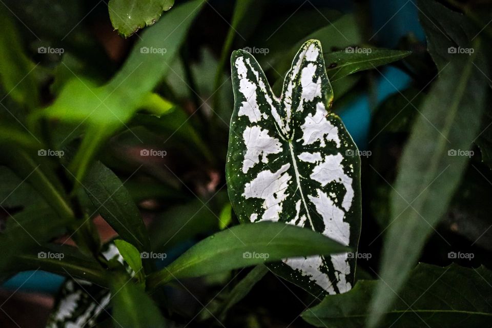 A close up view of a white and green caladium leaf
