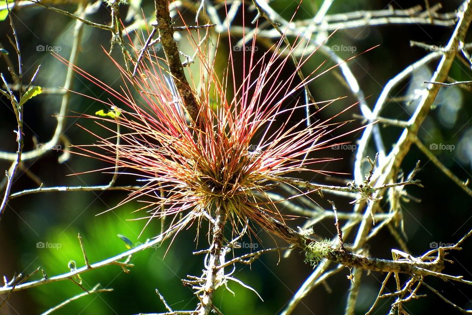 Red airplant