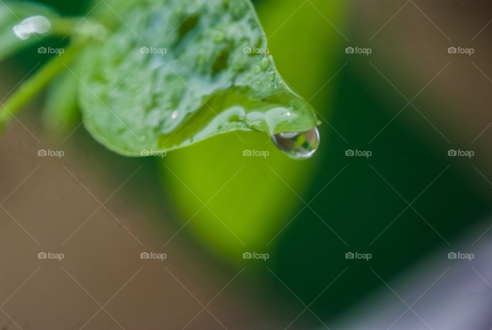 Water drop on leaf