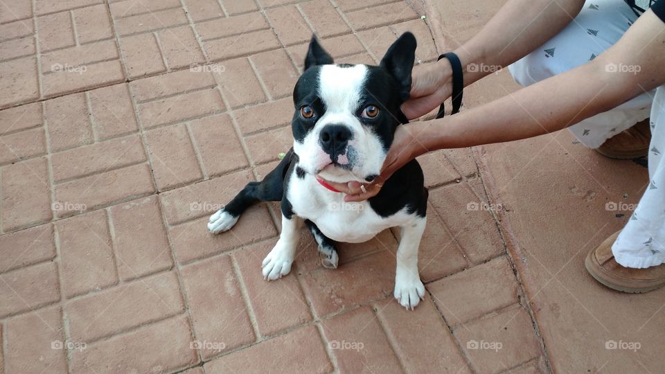 Boston terrier with the crazy eyes