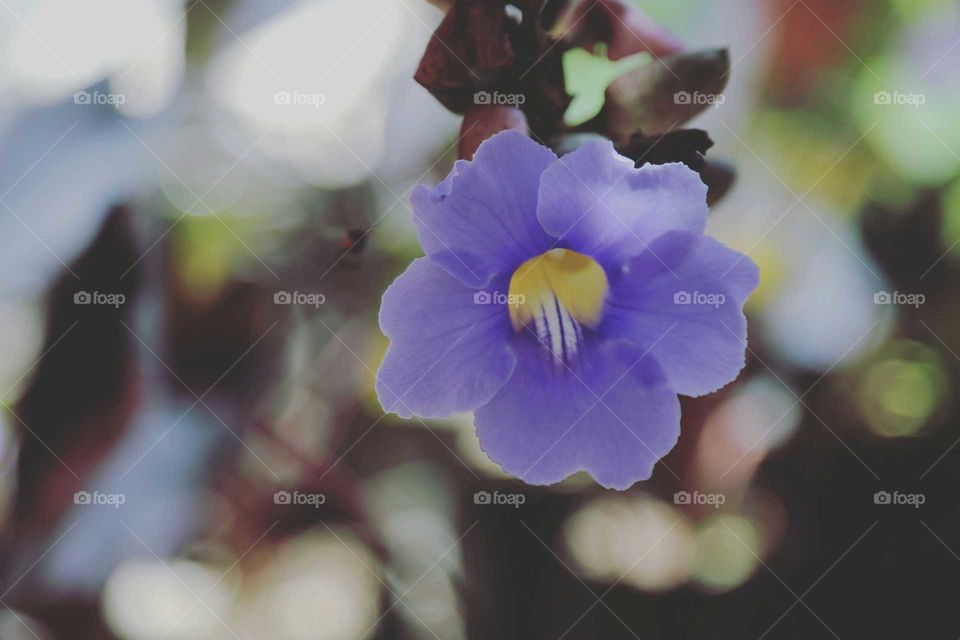 Close-up of single flower