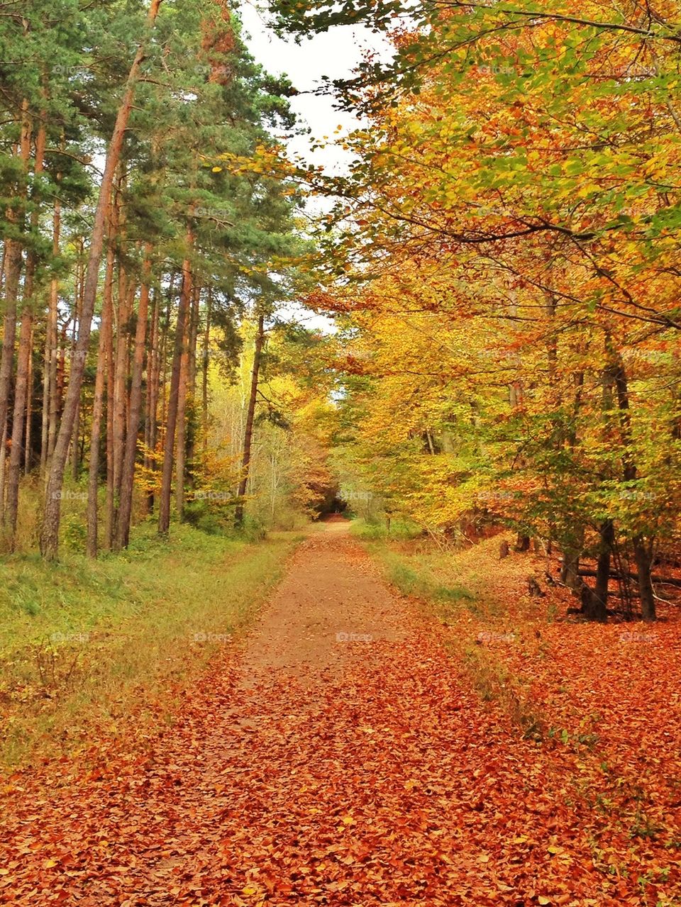 Empty path in autumn