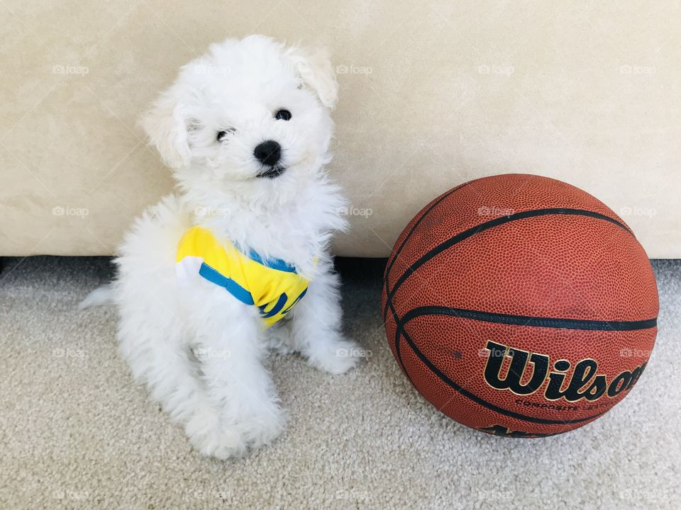 Game on! Basketball. Pooch in uniform. Bichon frise. Furry white puppy with black eyes and nose.