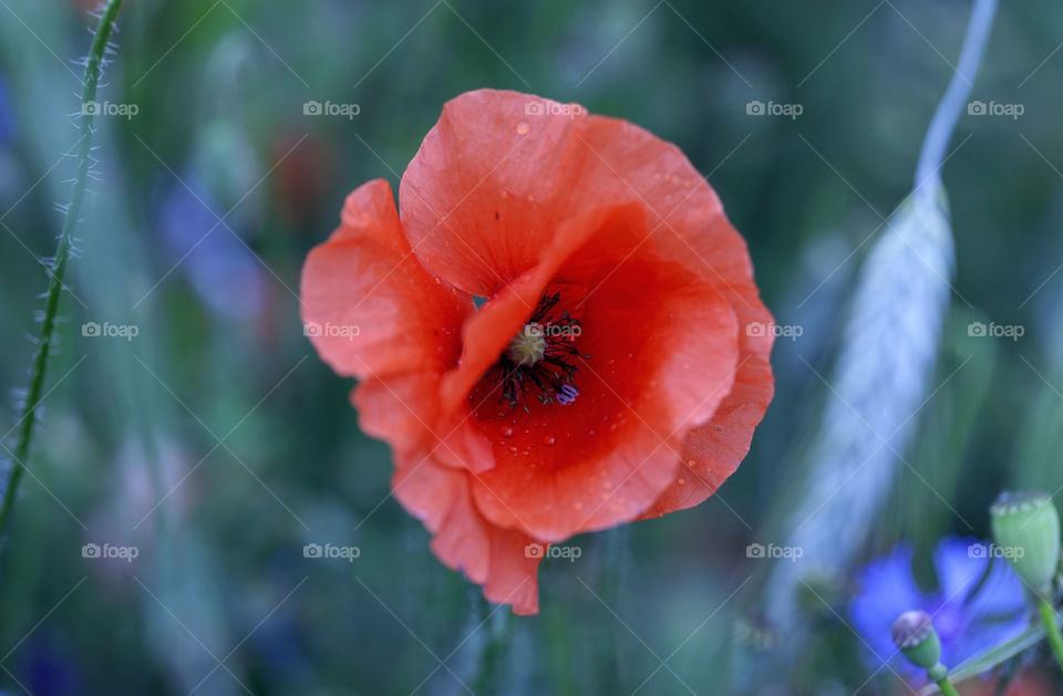 portrait flower,red flower