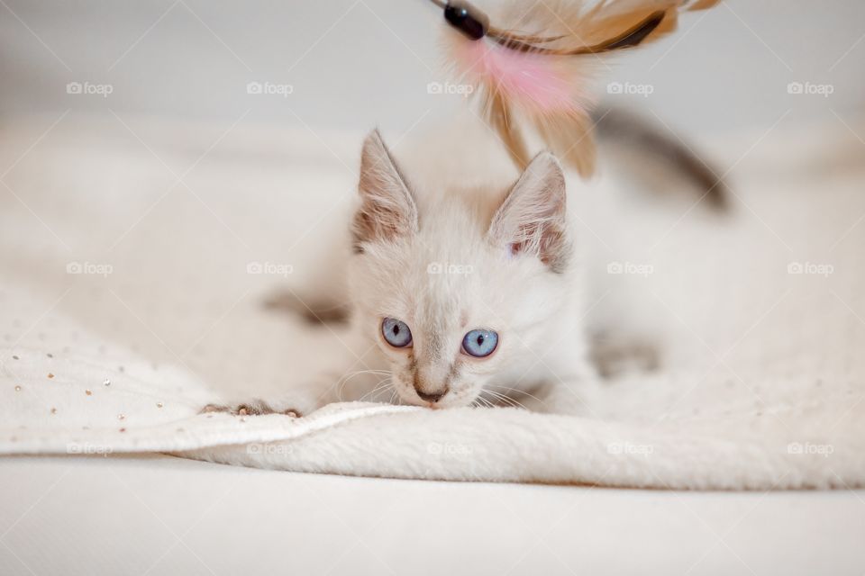 Little Tibet color-point kitten playing