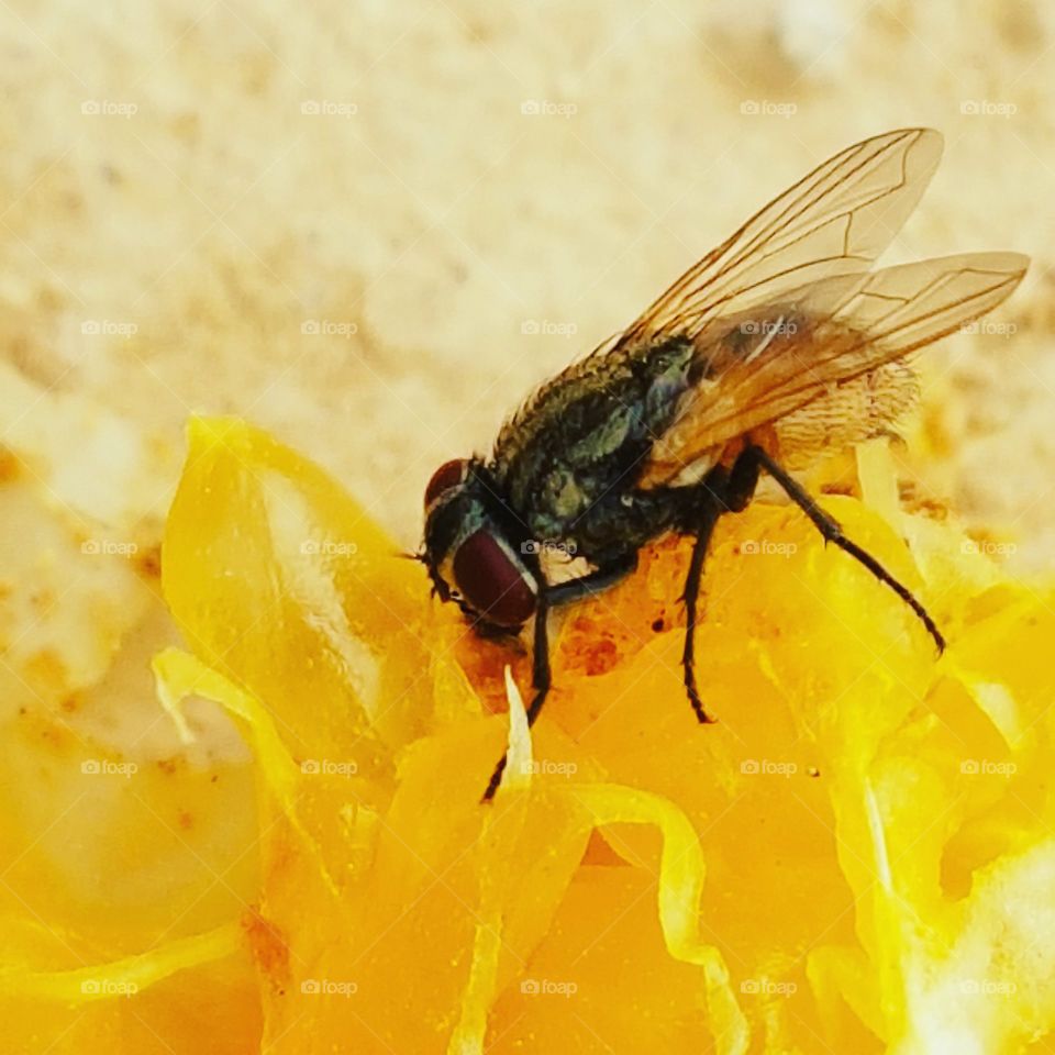 fruit fly eat