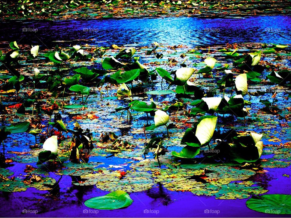 Lily pads 
