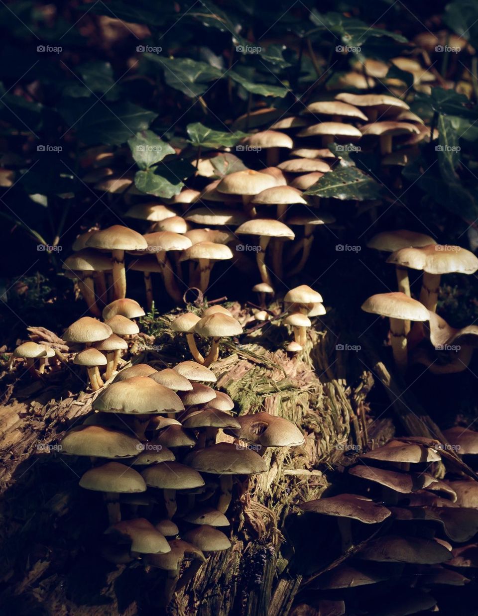 A large cluster of Hymenogastraceae mushrooms growing under dappled light on a tree stump