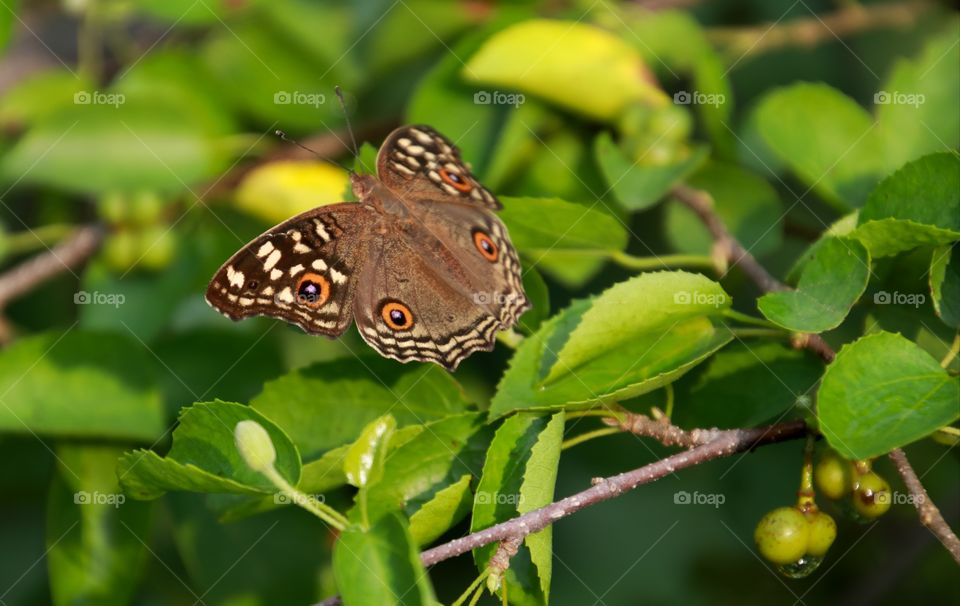 Beautiful speckled wood butterfly
