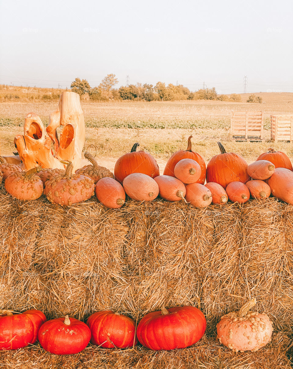 pumpkins