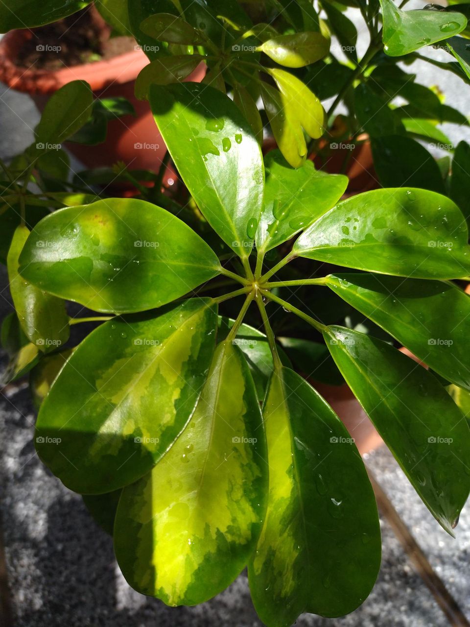 wet leaves