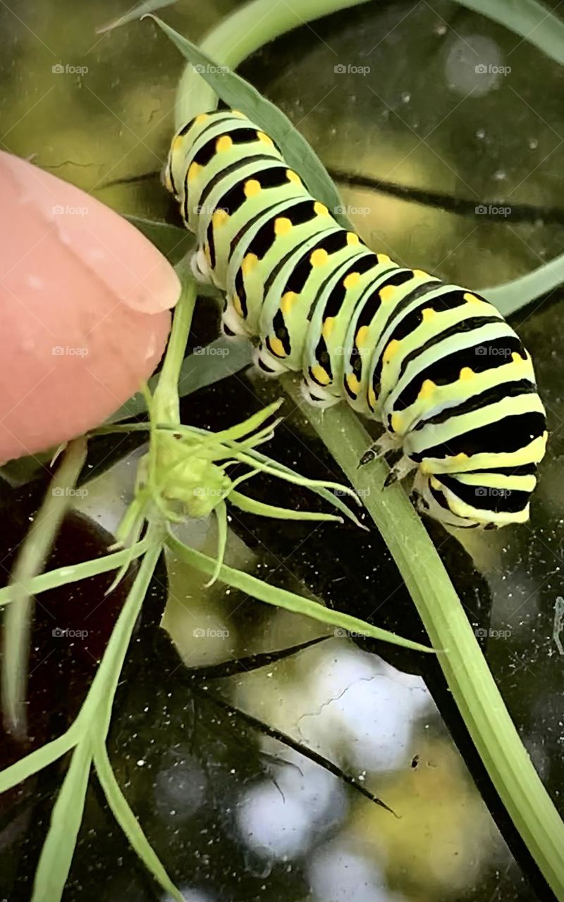 Beautiful And Colorful Caterpillar 