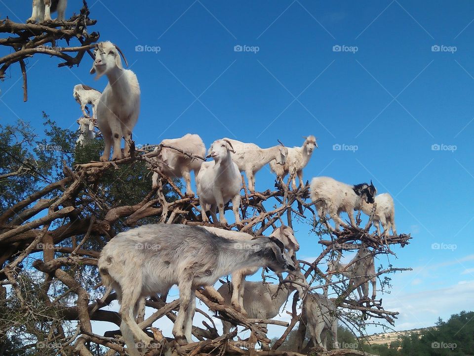 group of goats on argania spinosa tree