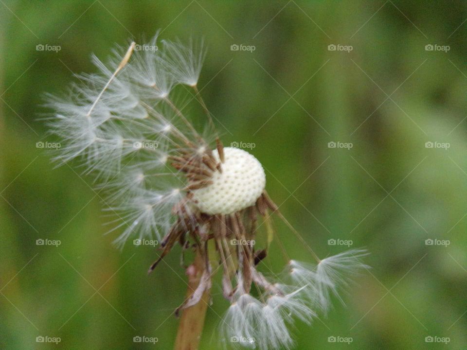 verblühter Löwenzahn