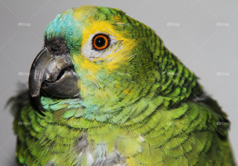 Extreme close-up parrot