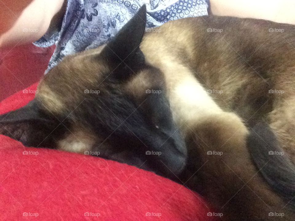 Siamese cat nap closeup catnap