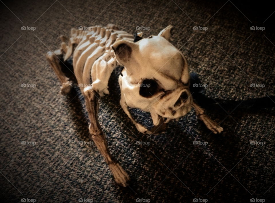 Halloween pet dog