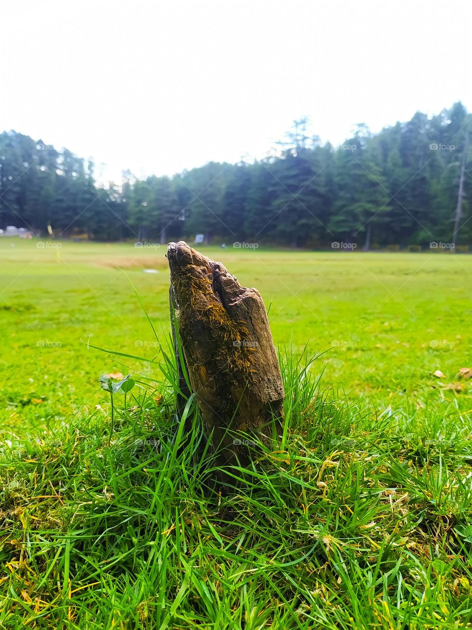 Dry root tree in park.
