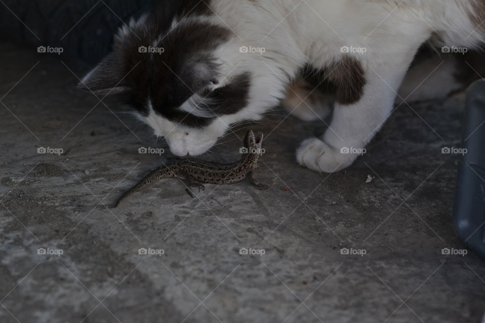 the cat and the lizard
