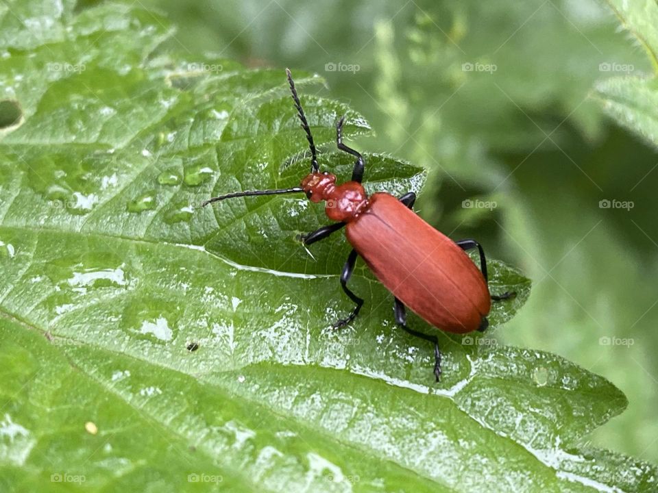 A red bug on a leaf
