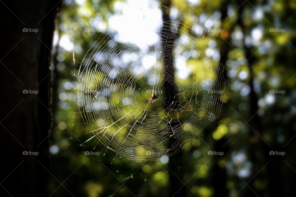 Spider in a Spider Web 