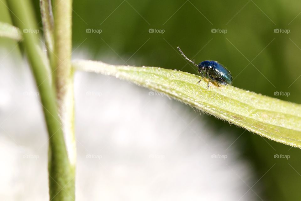 Leaf beetle on leaf