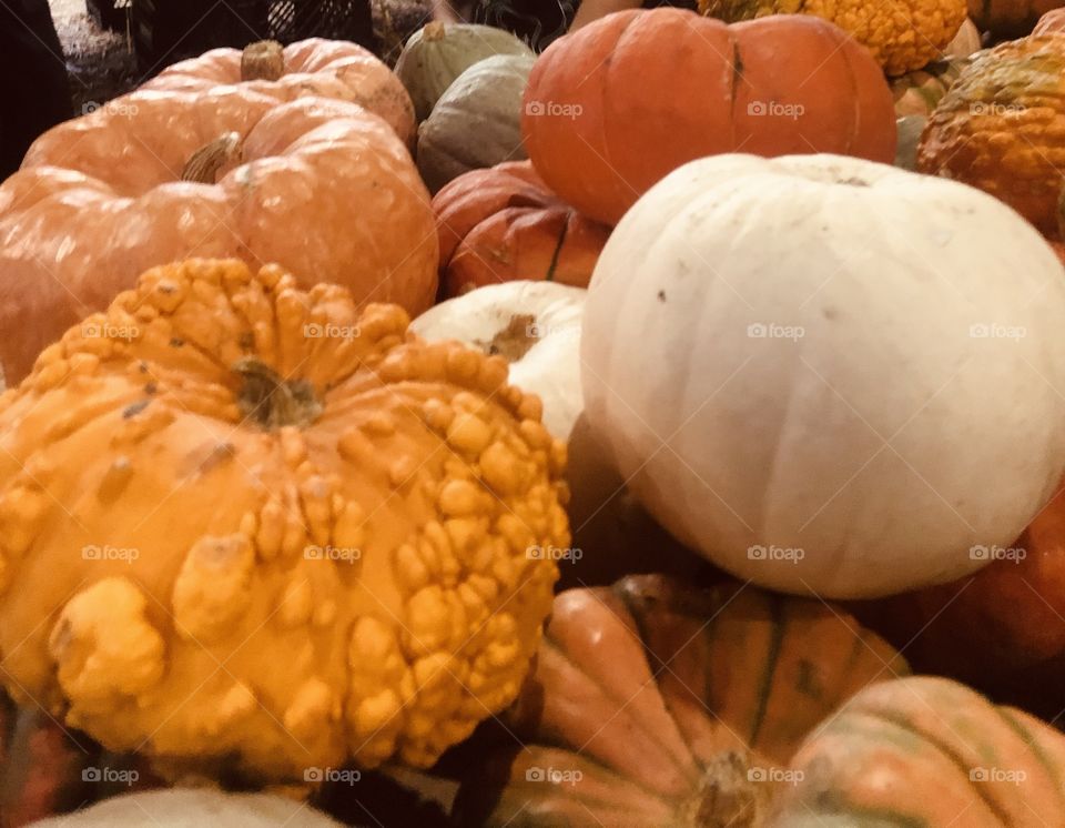 Pumpkins and gourds oh my !