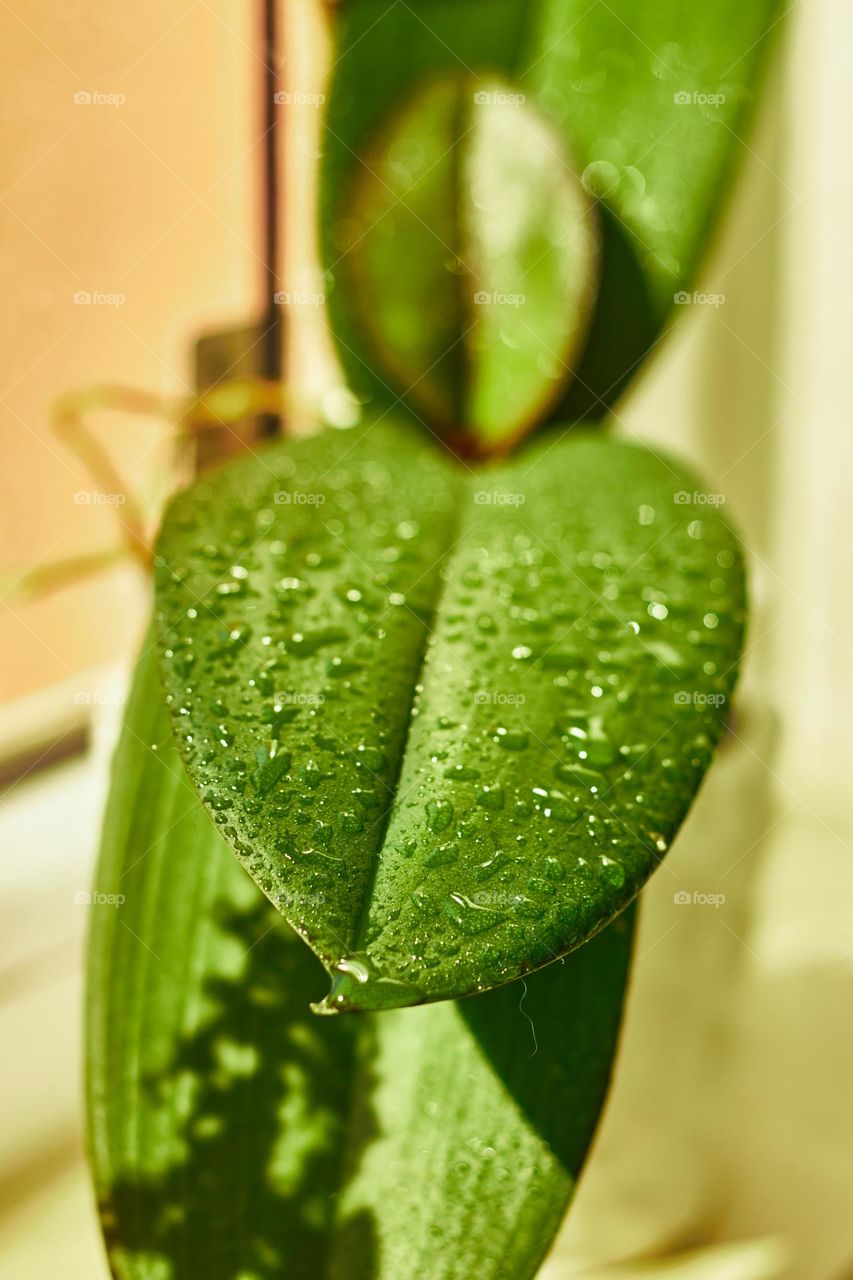 The season of flowers has arrived