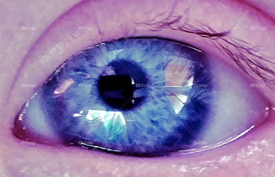 beautiful blue iris