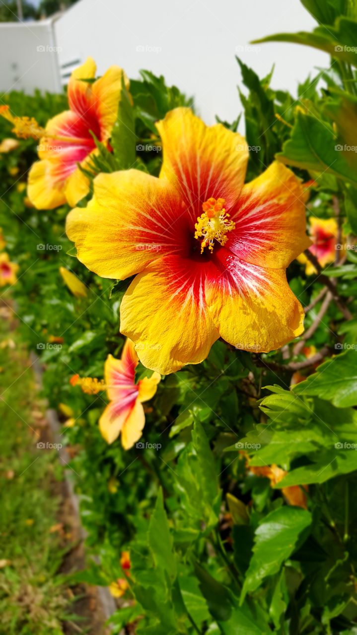 Hibiscus' blooming in the sun