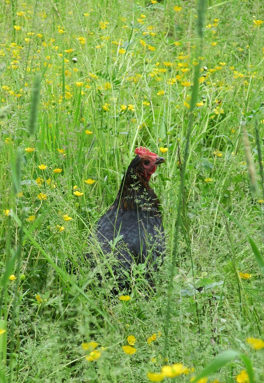 Hen