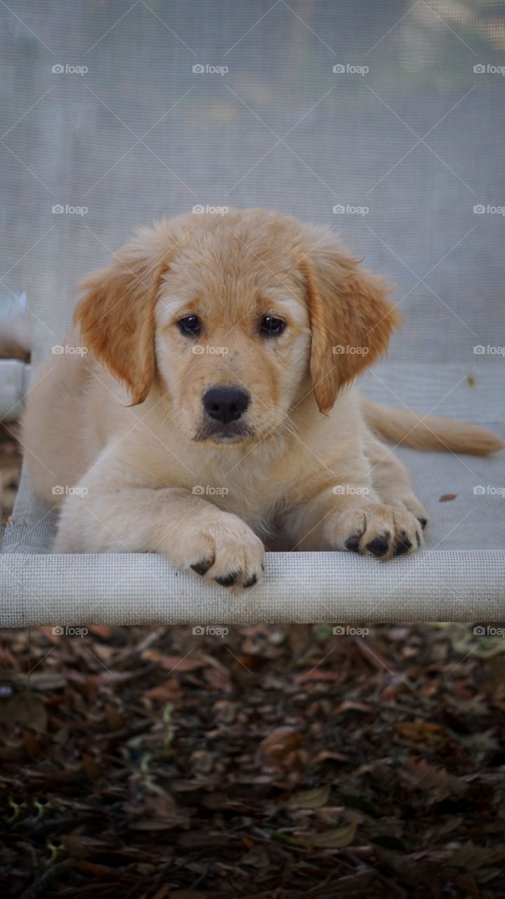 golden retriever puppy