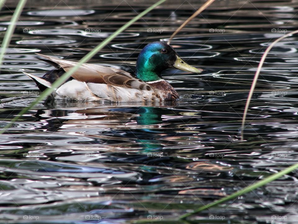 Duck on a pond