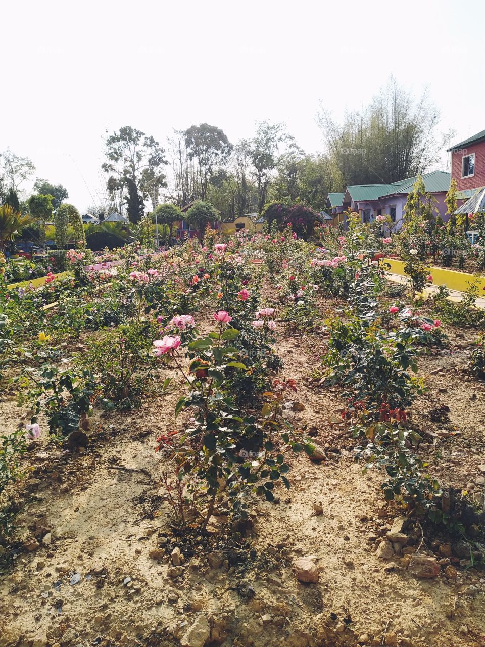 nursery rose