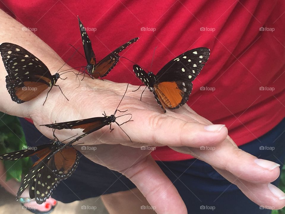 Butterflies on hand