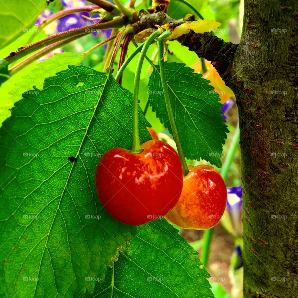 Cherries on the tree 