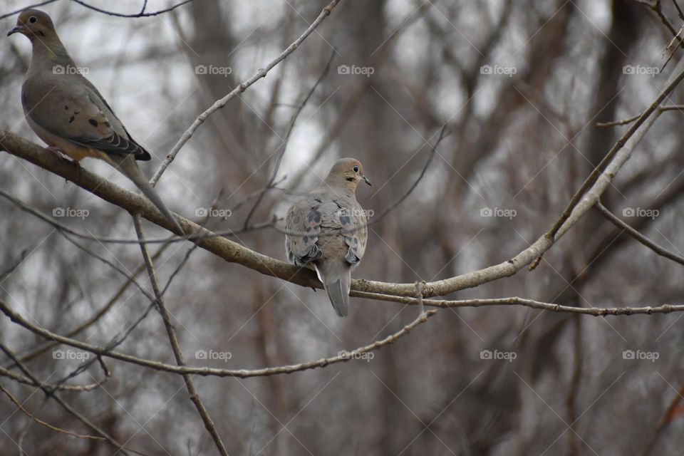 A mourning dove in a tree 